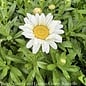 #1 Leucanthemum x superbum Becky/Shasta Daisy