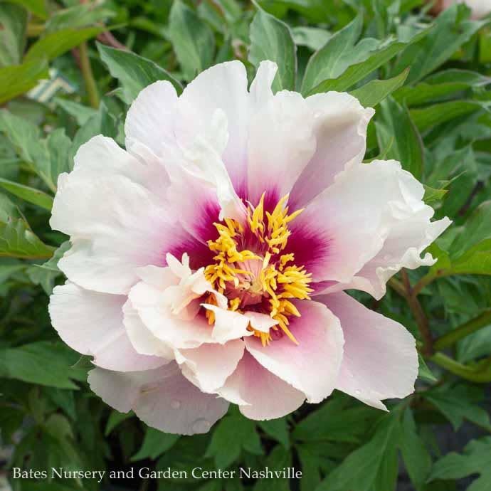 #2 Paeonia Cora Louise/ Semi-Dbl White w/ Drk Lavender Cntr Itoh Peony