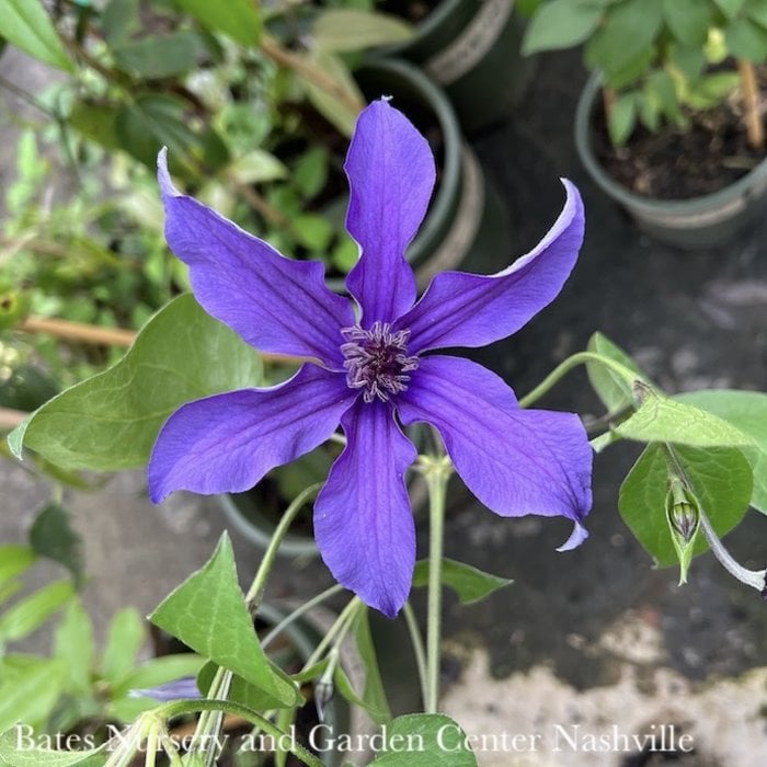 #2 Clematis x Sapphire Indigo/ Purple-blue