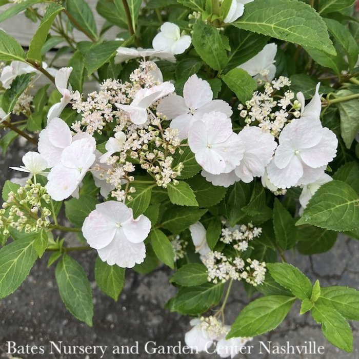 #3 Hydrangea mac PW Fairytrail Bride/ Cascade White to Pink