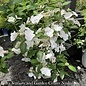 #3 Hydrangea mac PW Fairytrail Bride/ Cascade White to Pink