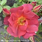 #3 Rosa Cinco De Mayo/ Floribunda Rose - No Warranty