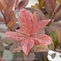 #3 Itea virginica PW Scentlandia/ Virginia Sweetspire Native (TN)