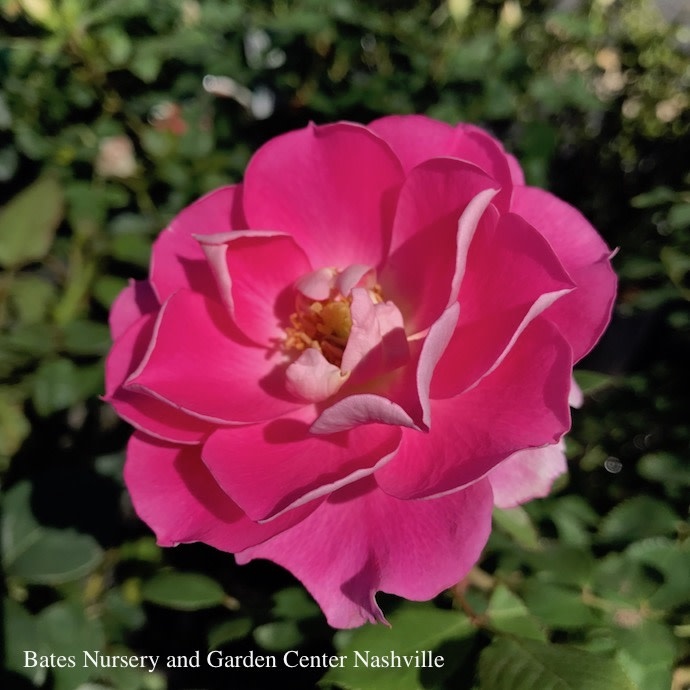 #3 Rosa Carefree Wonder/Shrub Rose Pink - No Warranty