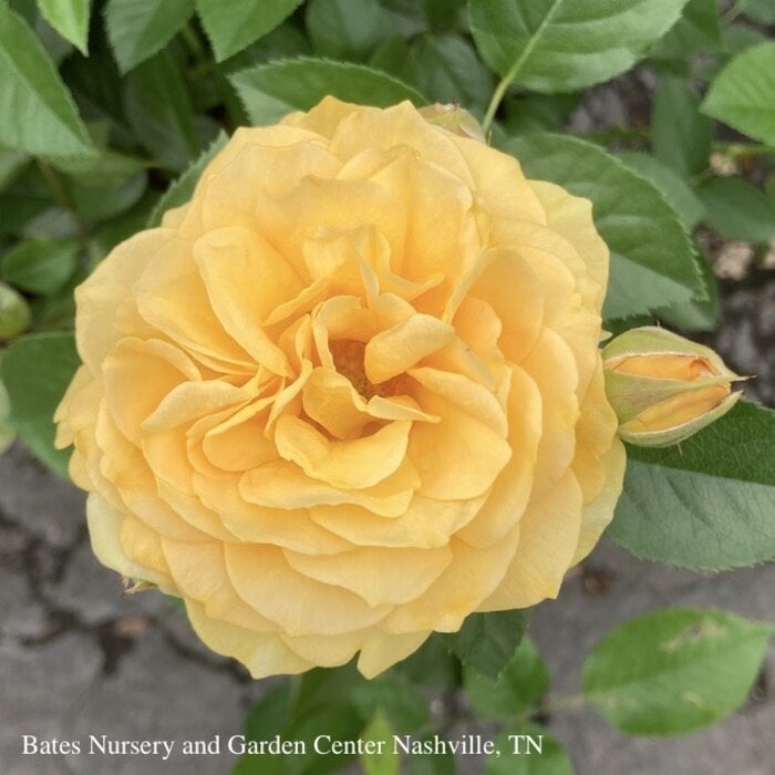 #2 Rosa Julia Child/Yellow Floribunda Rose - No Warranty
