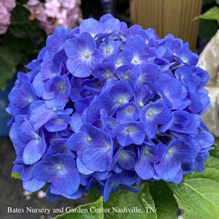 #2 Hydrangea mac Blue Jangles (Let's Dance)/Bigleaf/Mophead Rebloom Blue to Pink