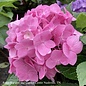#3 Hydrangea mac Dear Dolores/Bigleaf/Mophead Rebloom Blue to Pink