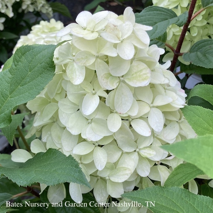 #3 Hydrangea pan PW Quick Fire FAB/ Panicle white to pink
