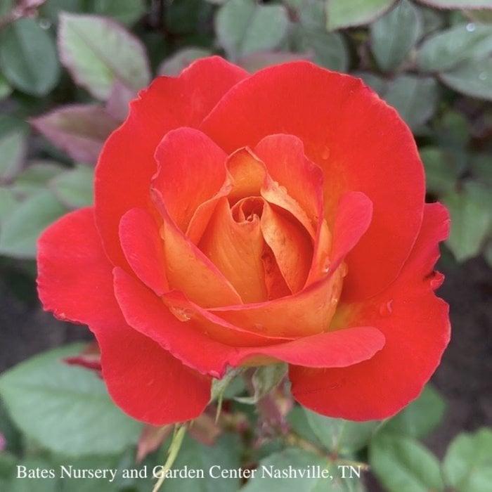#3 Rosa Perfect Moment/ Yellow, Red Hybrid Tea Rose - No Warranty