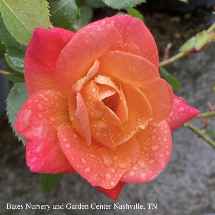 #3 Rosa Joseph's Coat/ Multicolor Climbing Rose - No Warranty