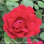#3 Rosa Blaze Improved/ Red Climbing Rose - No Warranty