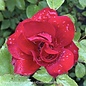 #2 Rosa Grace N' Grit Red/Shrub Rose - No Warranty