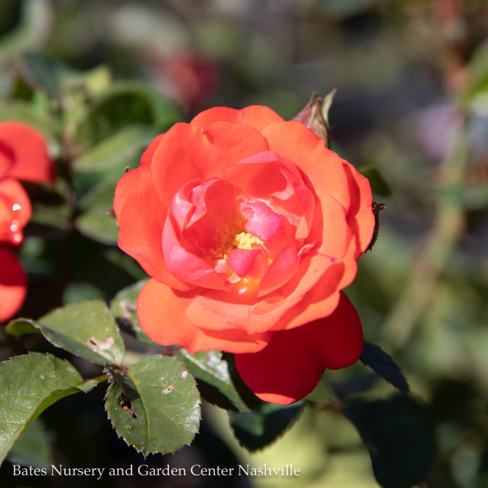 #2s Rosa 'Meidrifora'/Coral Drift Shrub Rose - No Warranty