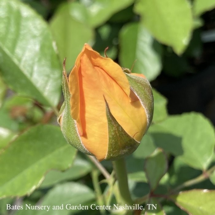 #3 Rosa Golden Opportunity/ Yellow Climbing Rose - No Warranty