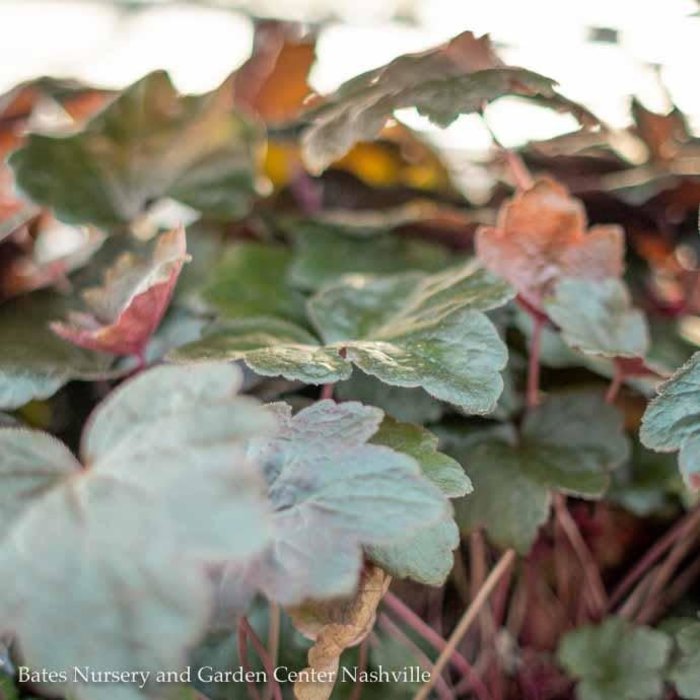 #1 Heuchera x Carnival Black Olive/Coral Bells