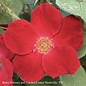 #3 Rosa Home Run/ Red Shrub Rose - No Warranty