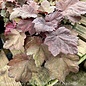 #1 Heuchera 'Autumn Leaves'/Coral Bells