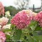 #3 Hydrangea p. Berry White/Panicle White to Rosy-red