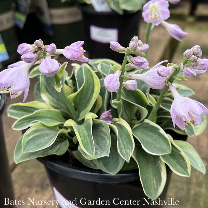 #1 Hosta Funny Mouse