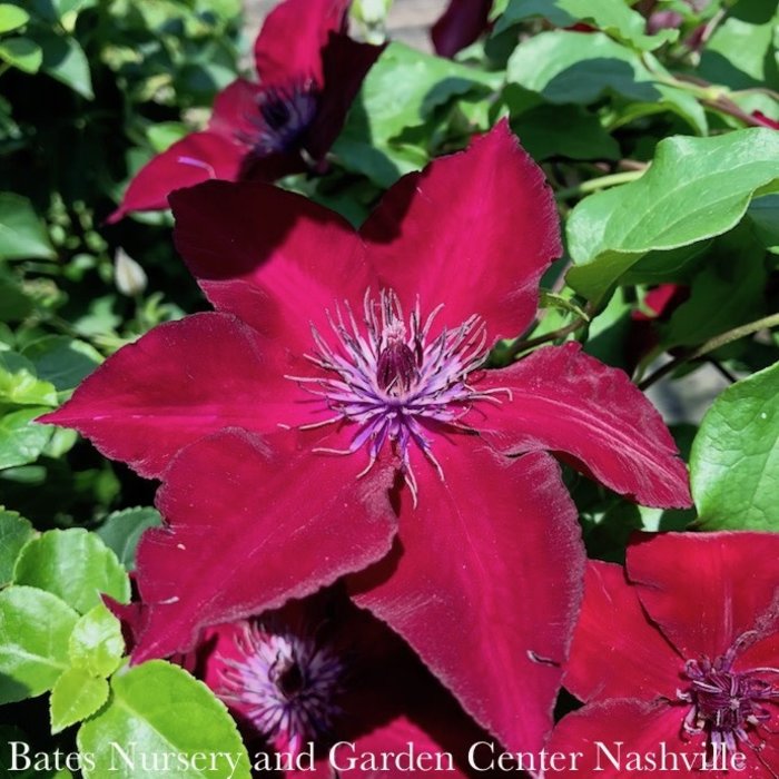 #2 Staked Clematis viticella Boulevard 'Nubia'/ Red