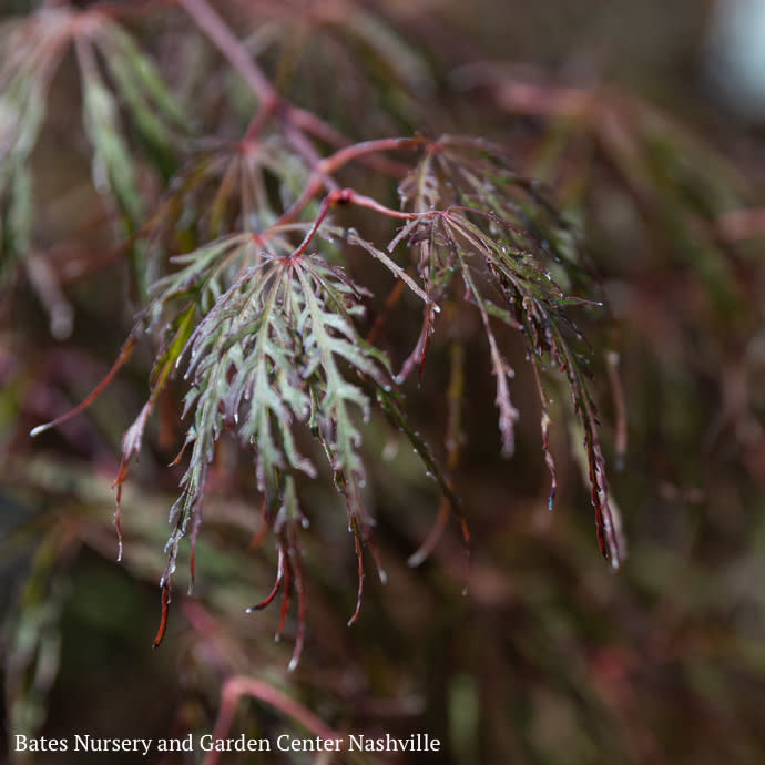 #20 Acer pal var diss Crimson Queen/ Weeping Red Japanese Maple