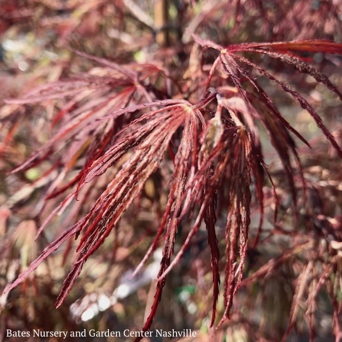 #20 Acer pal var diss Crimson Queen/ Weeping Red Japanese Maple