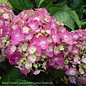 #3 Hydrangea mac Endless Summer 'Summer Crush'/ Bigleaf Repeat