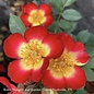 #2 Rosa Playful Happy Trails/Red Groundcover Rose - No Warranty