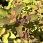 #1 Spiraea japonica Butterscotch Baby