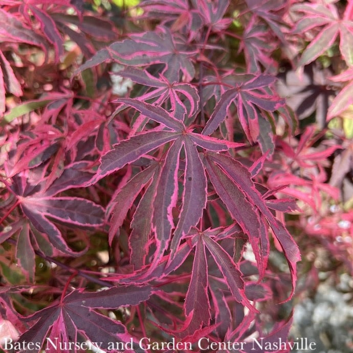 #5 Acer pal Shirazz Gwen's Rose Delight/Japanese Maple Variegated