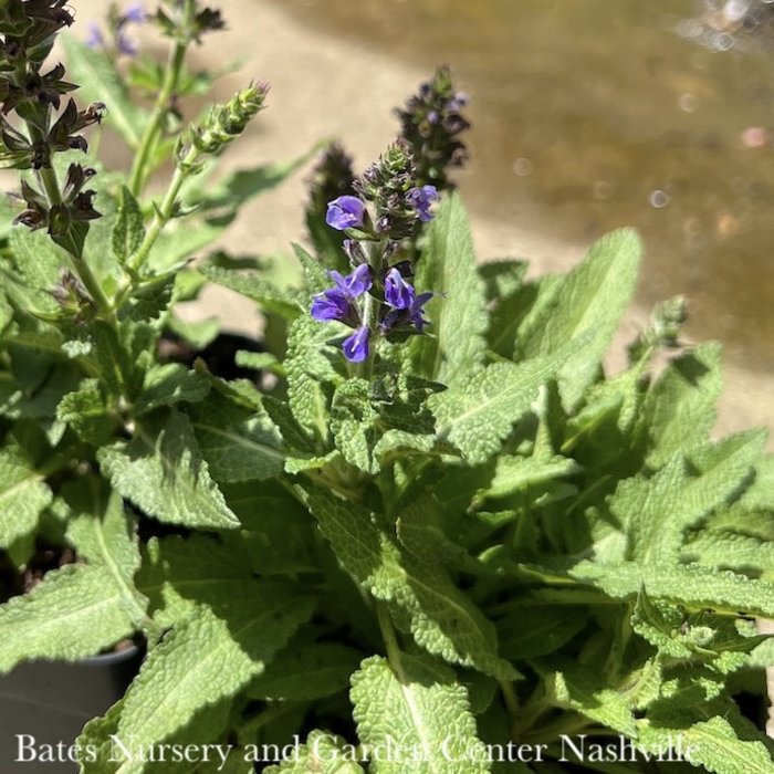 #1 Salvia nemorosa Marcus/Blue Dwarf Meadow Sage