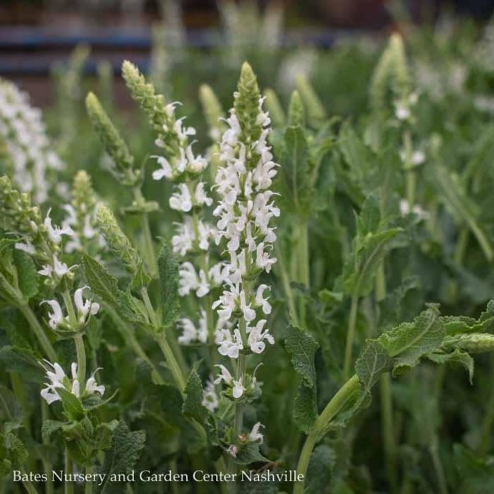 #1 Salvia  x sylvestris Snow Hill/White Meadow Sage