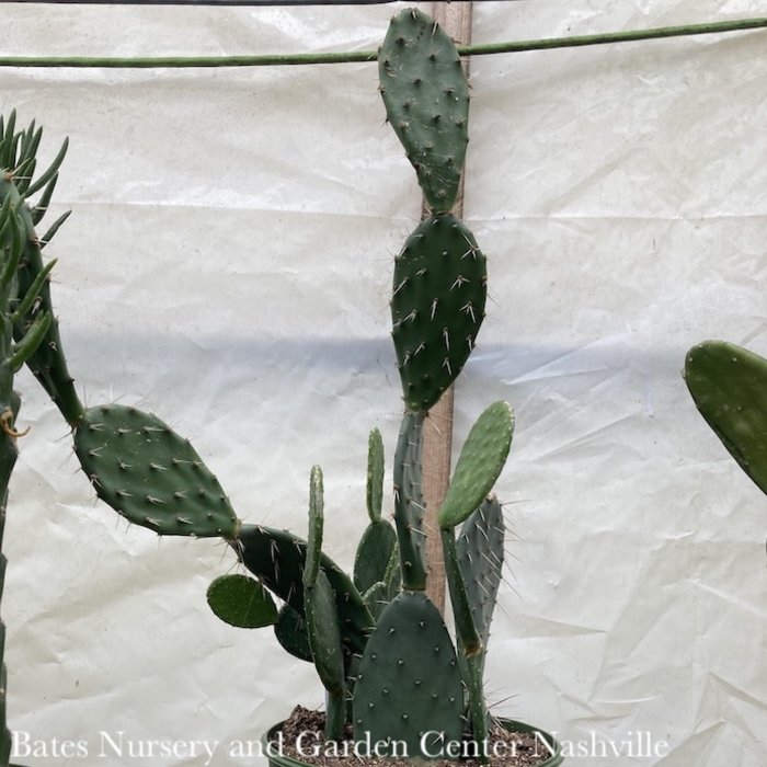 8p! Cactus Opuntia Assorted Prickly Pear /Tropical - No Warranty