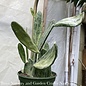 8p! Cactus Opuntia Assorted Prickly Pear /Tropical - No Warranty