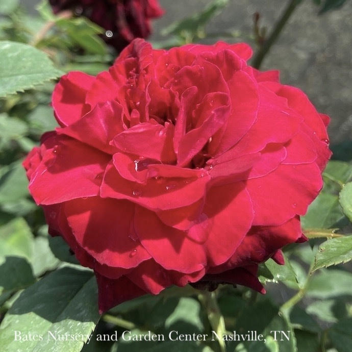 #2 Rosa Brindabella 'Crimson Knight'/Rose - No Warranty
