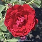 #2.5 Rosa x 'Cherry Frost'/Climbing Rose - No Warranty