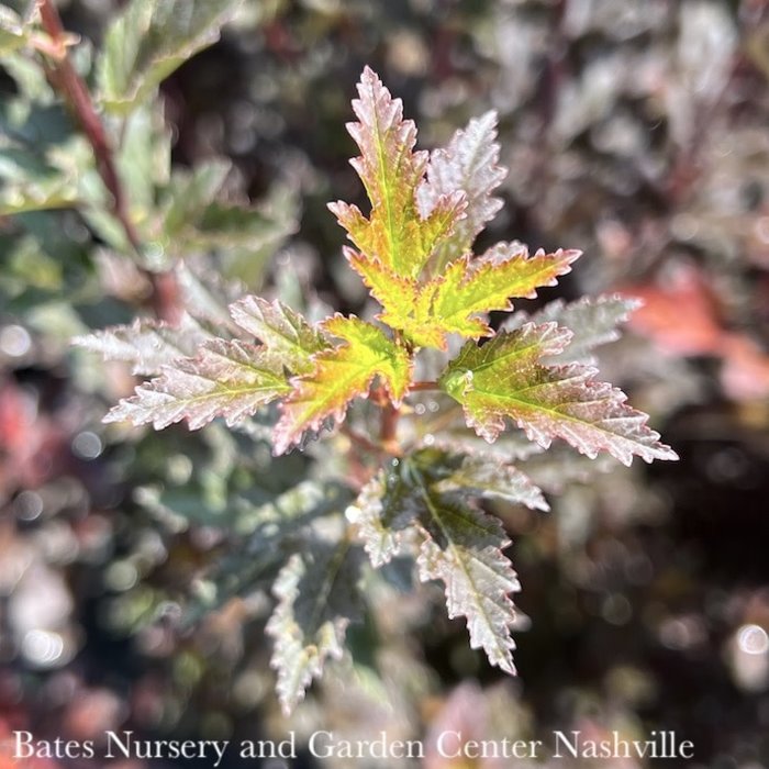 #2 Physocarpus opulifolius PW Tiny Wine/ Ninebark Native (TN)