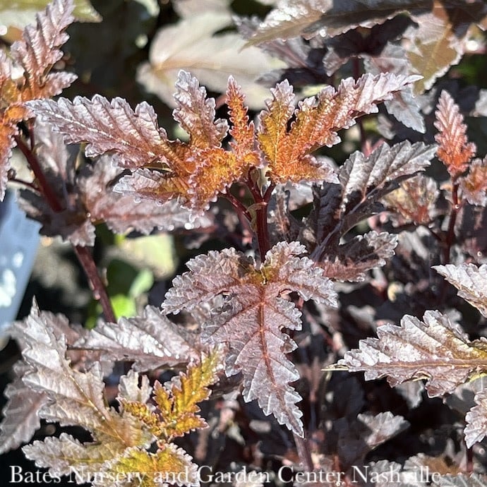 #3 Physocarpus opulifolius Panther/ Ninebark Native (TN)