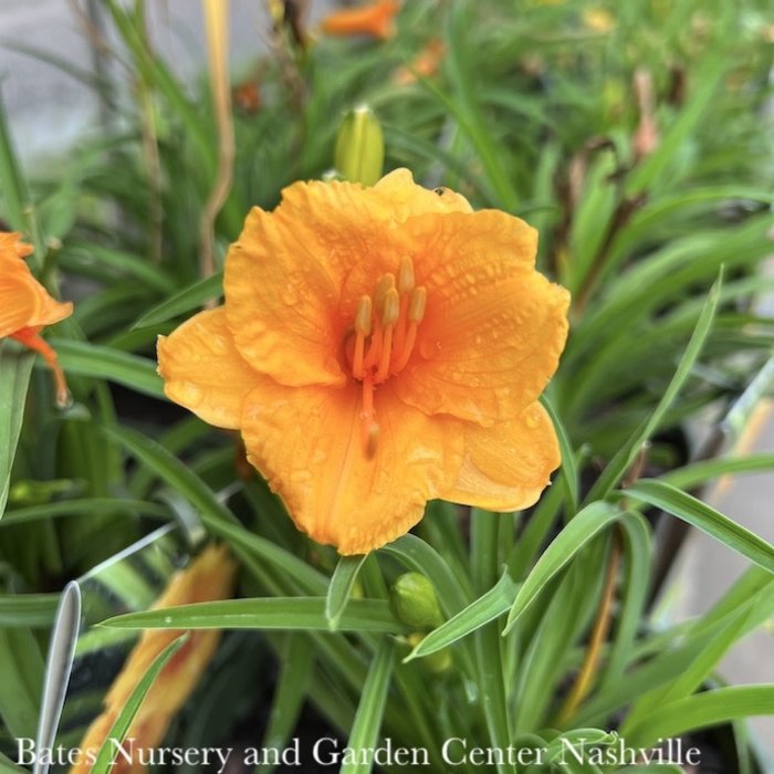 #1 Hemerocallis Endlesslily Orange/Daylily