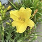 QP Hemerocallis Happy Returns/  Yellow Dwarf Repeat Daylily