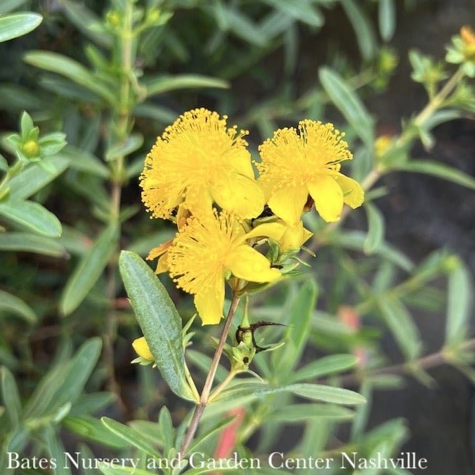 #2 Hypericum kalmianum PW Blues Festival/ St. John's Wort