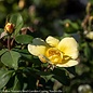 #1 Rosa SUNNY Knock Out/ Yellow Shrub Rose - No Warranty