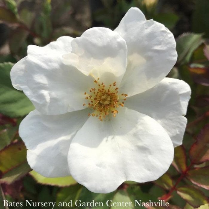 #2 Rosa WHITE Knock Out/ Single Shrub Rose - No Warranty