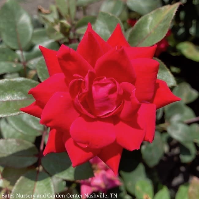 #3 Rosa Double Knock Out Red/Shrub Rose No Warranty