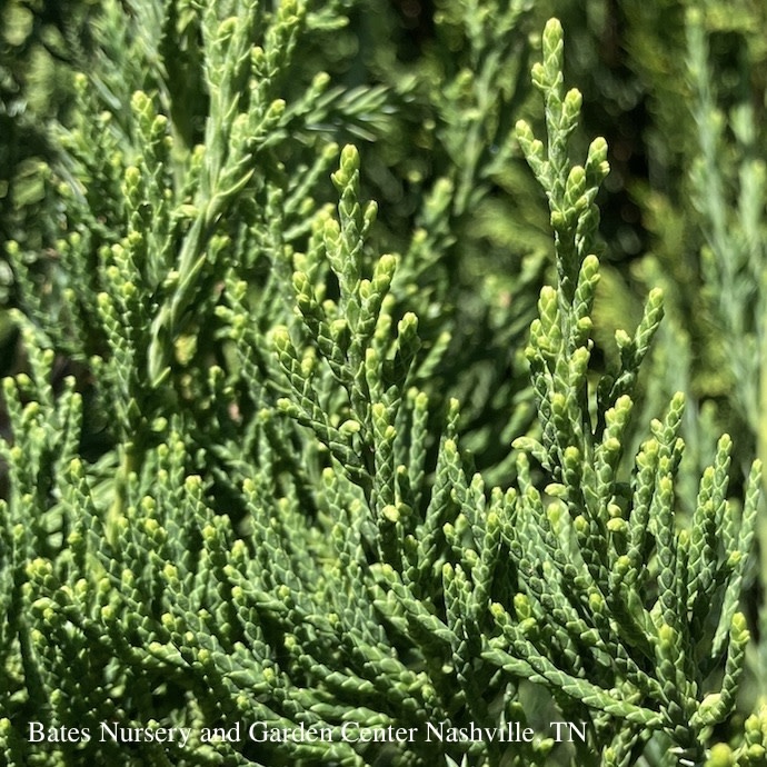 #7 Juniperus chin Hetzii Columnaris/Green Columnar Juniper