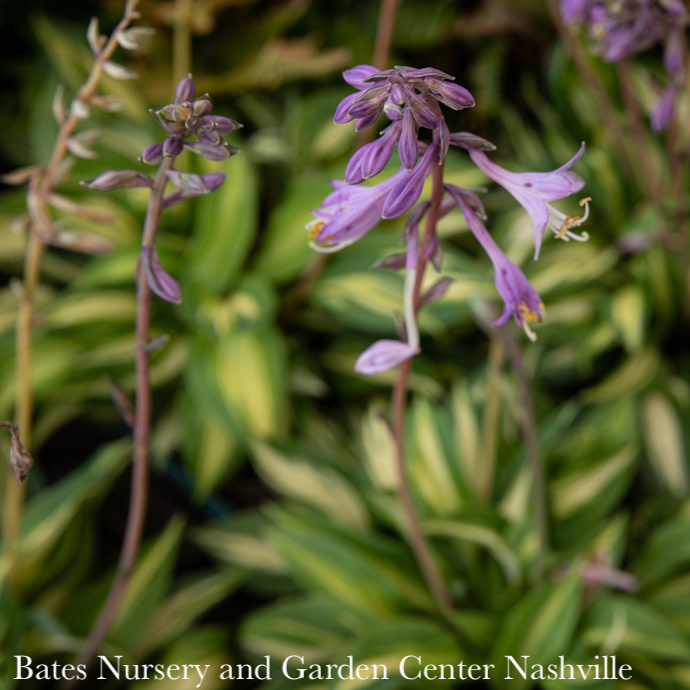 #1 Hosta x Fantasy Island/ Dwarf Variegated Green, Yellow