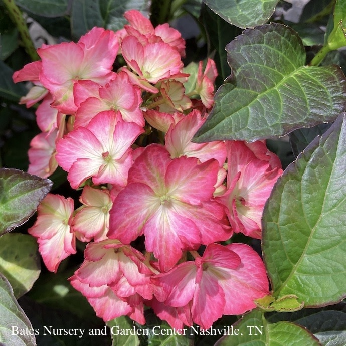 #2 Hydrangea mac Seaside Serenade 'Hamptons'/ Bigleaf/ Pink Mophead