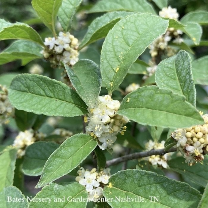 #3 Ilex vert Sparkleberry/Winterberry Holly Deciduous Female Native (TN)