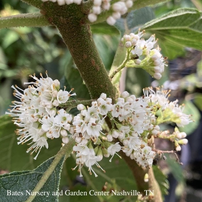 #3 Callicarpa americana 'Alba'/Beautyberry White
