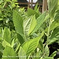 #3 Clethra alnifolia Einstein/Summersweet